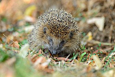 塔防建造《Thronefall》登陆Steam 首发特惠促销